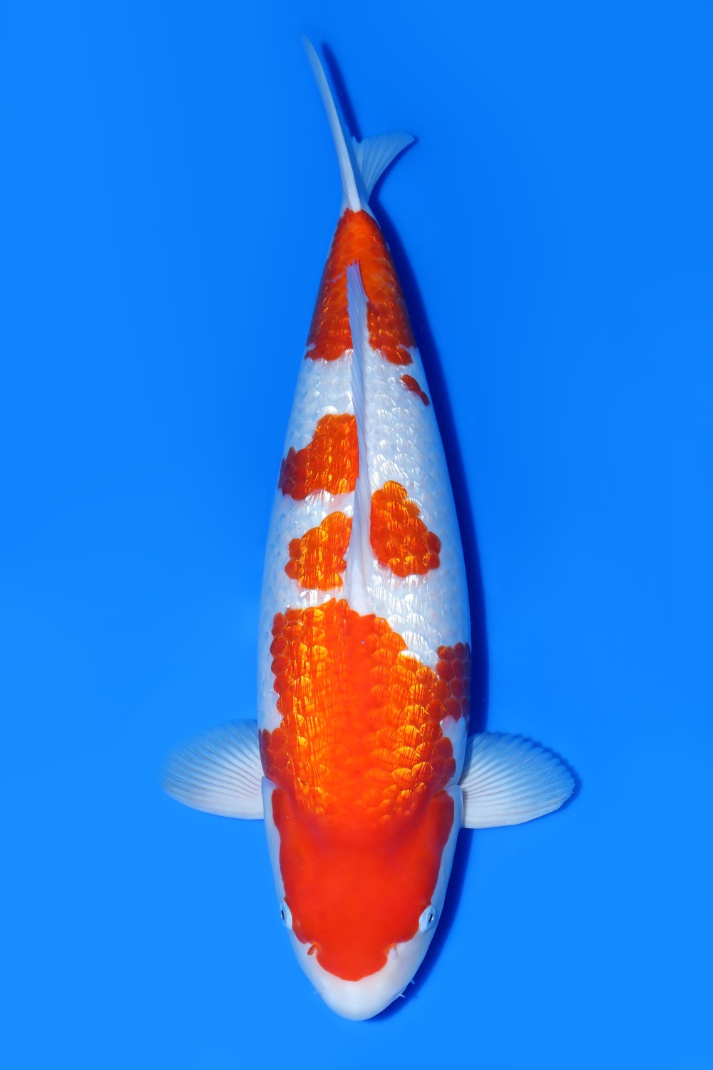 Best In Size B 61 - 65 cm