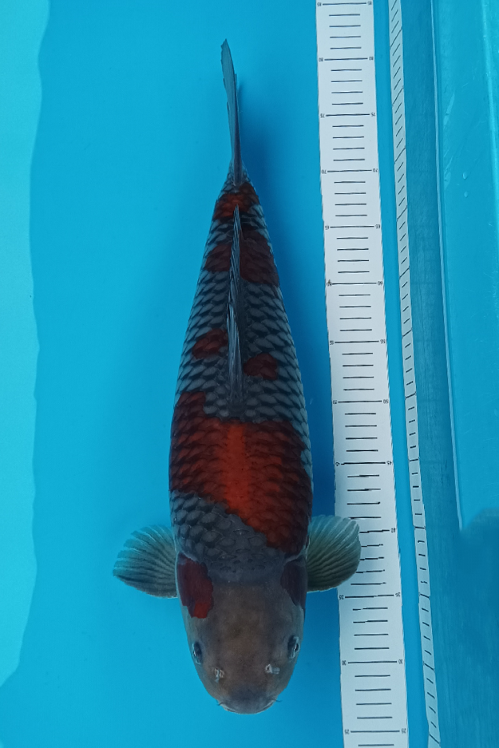 Juara 1