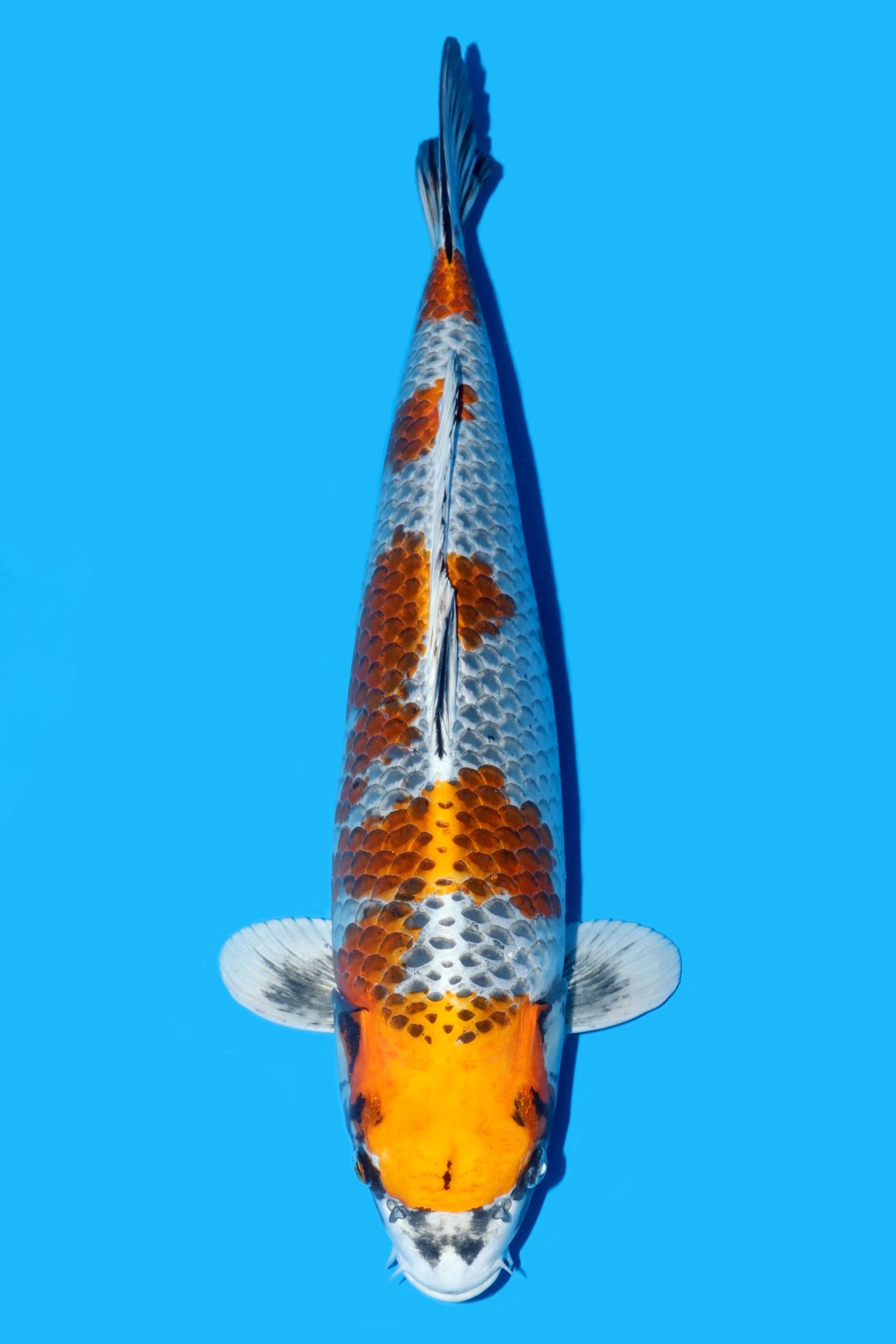 Juara 1