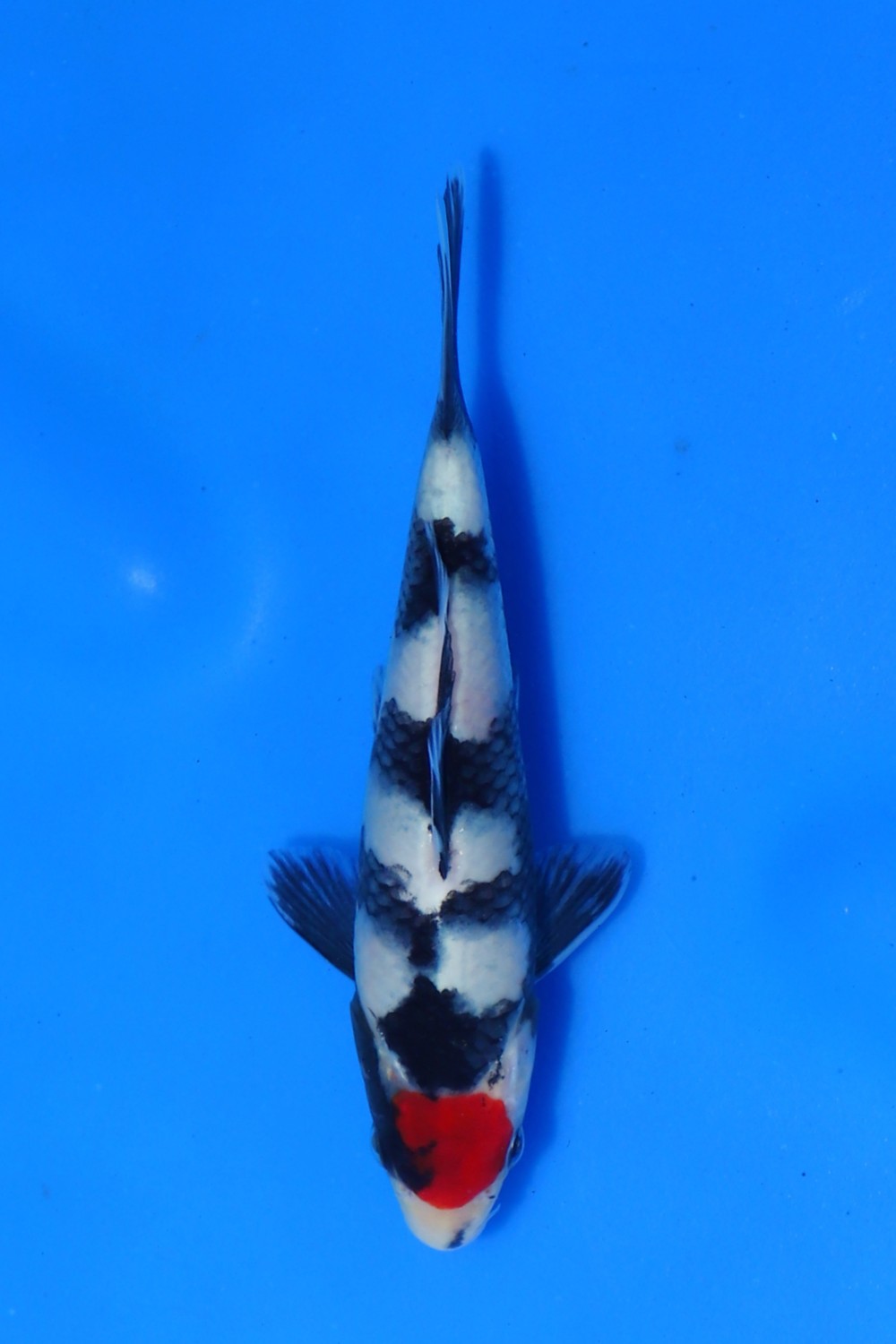 Juara 2