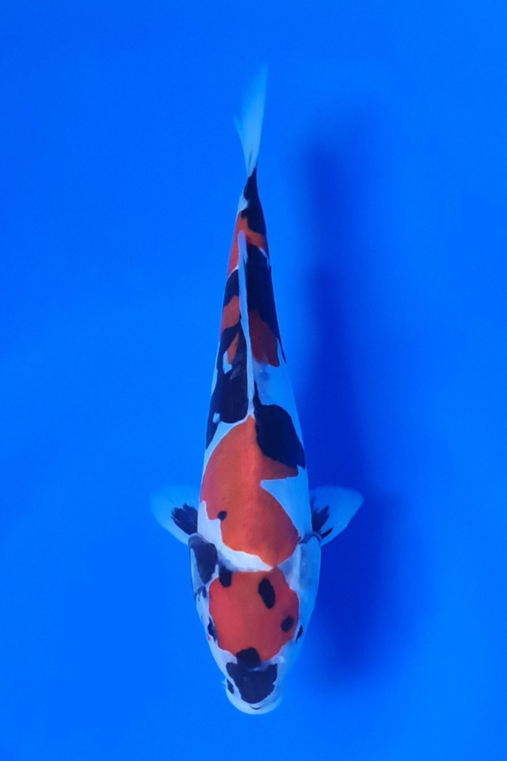 Juara 1