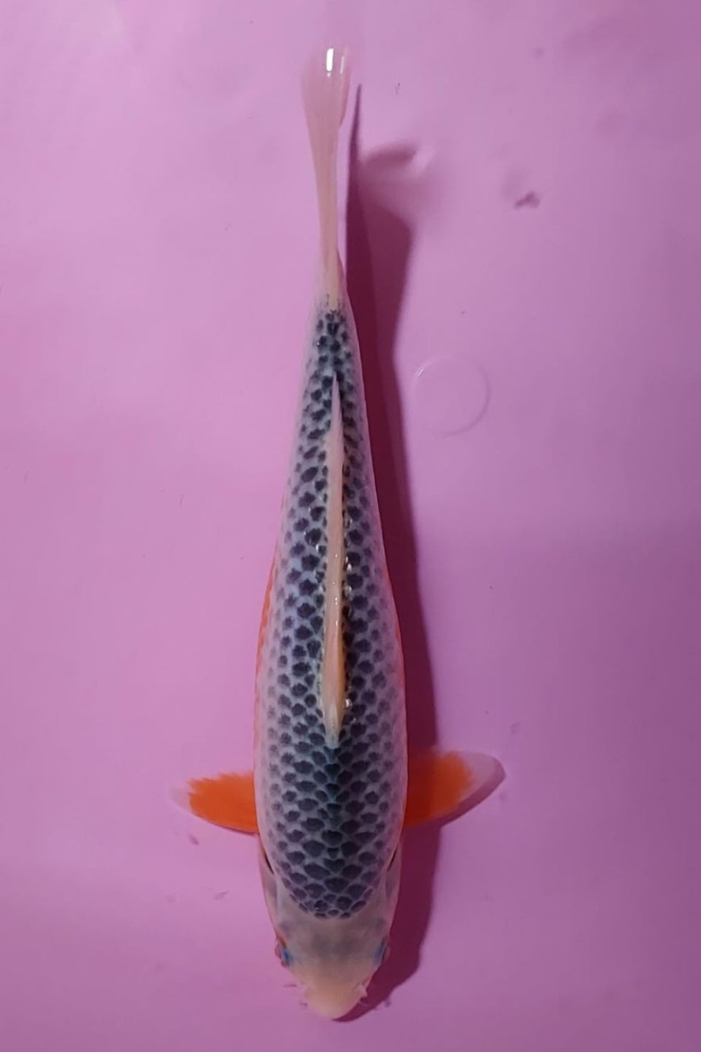 Juara 2