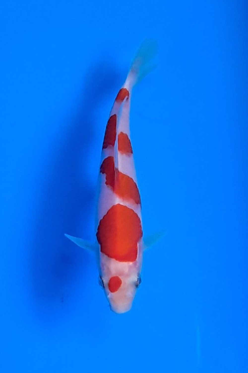 Juara 1