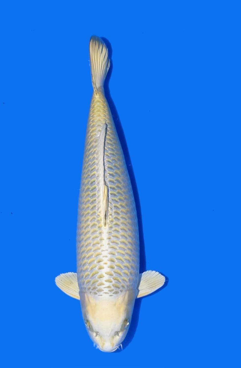 Juara 1