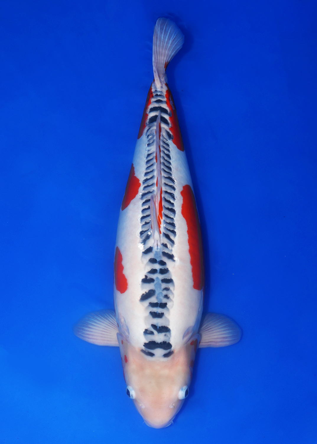 Best In Size D 71 - 75 cm