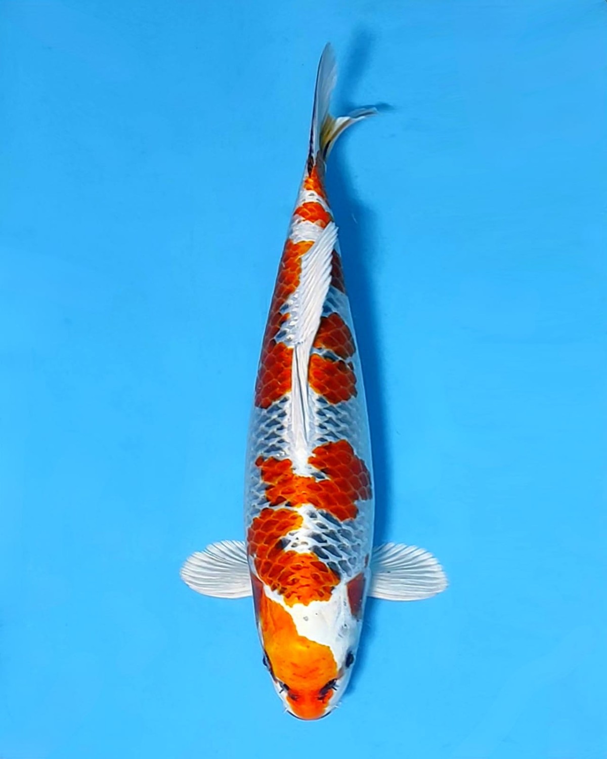 Juara 3