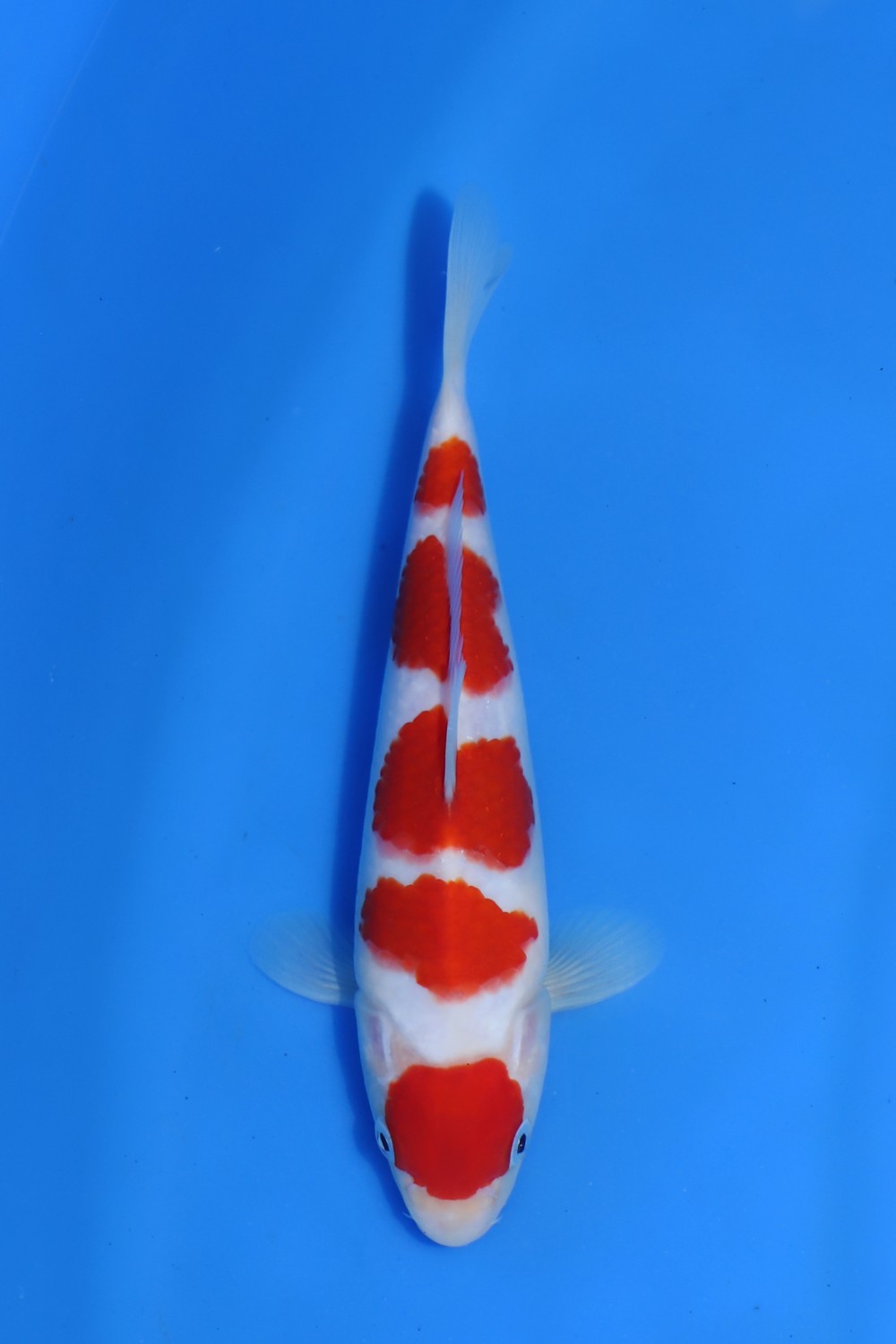 Juara 5