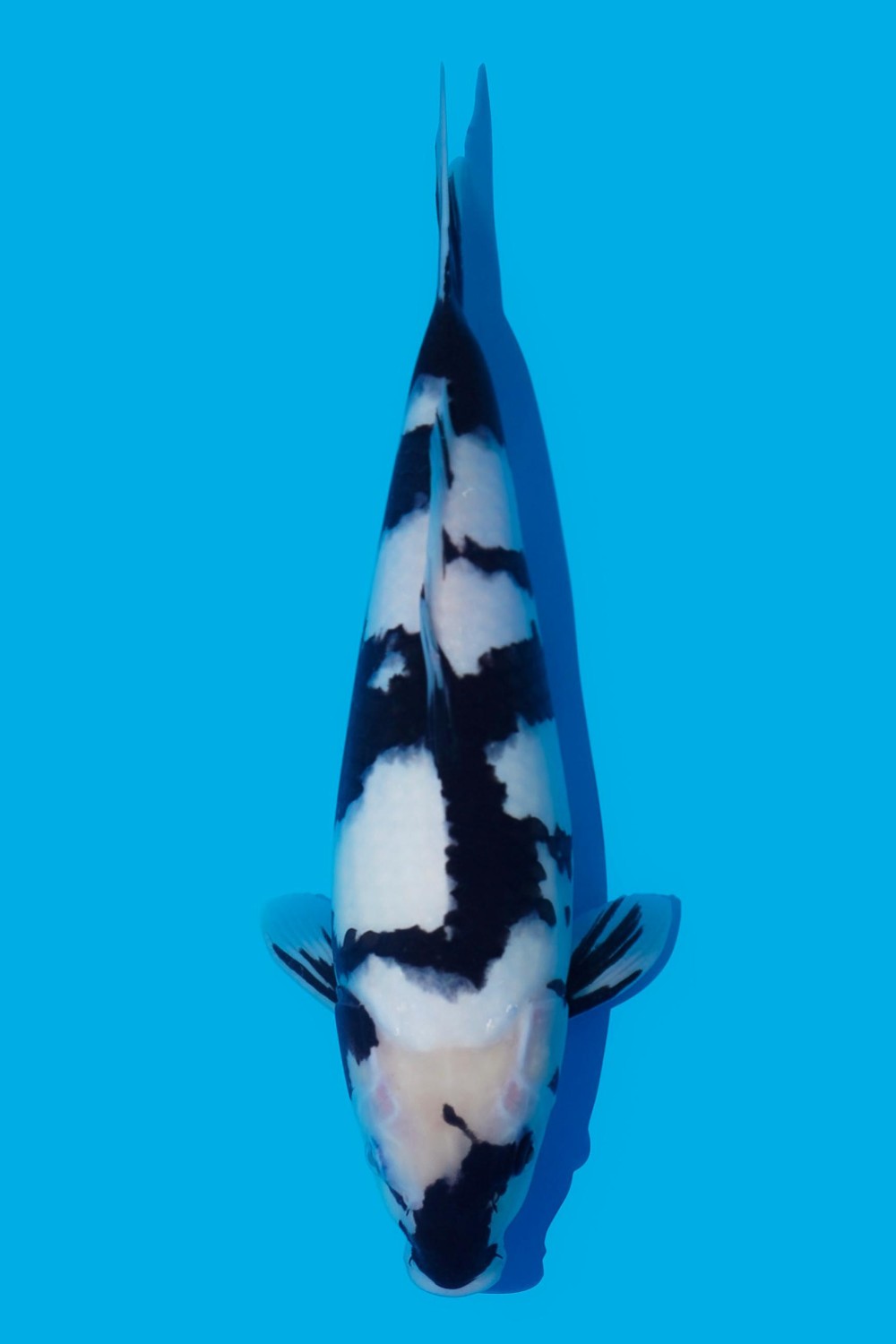 Juara 2