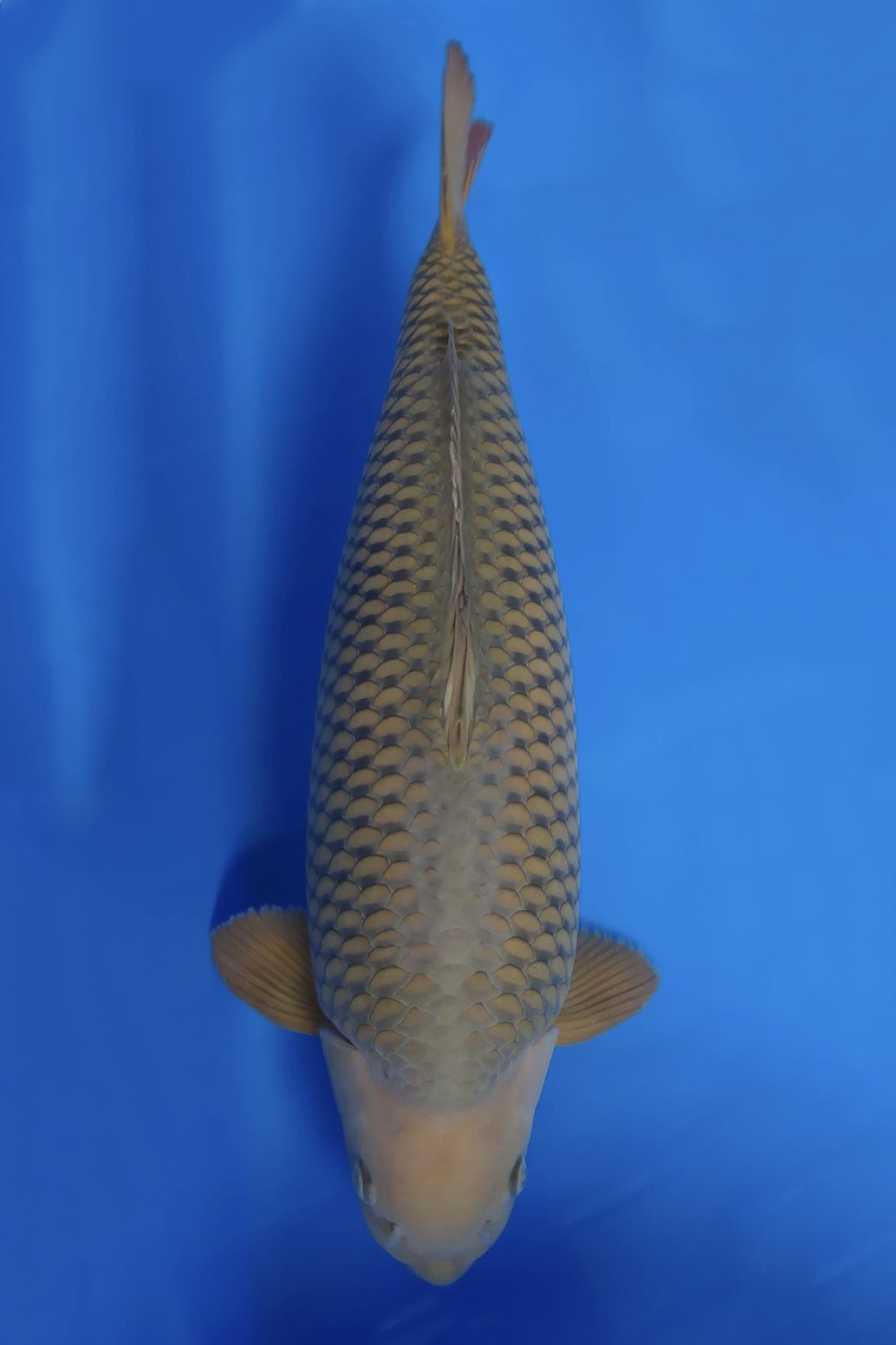Juara 2