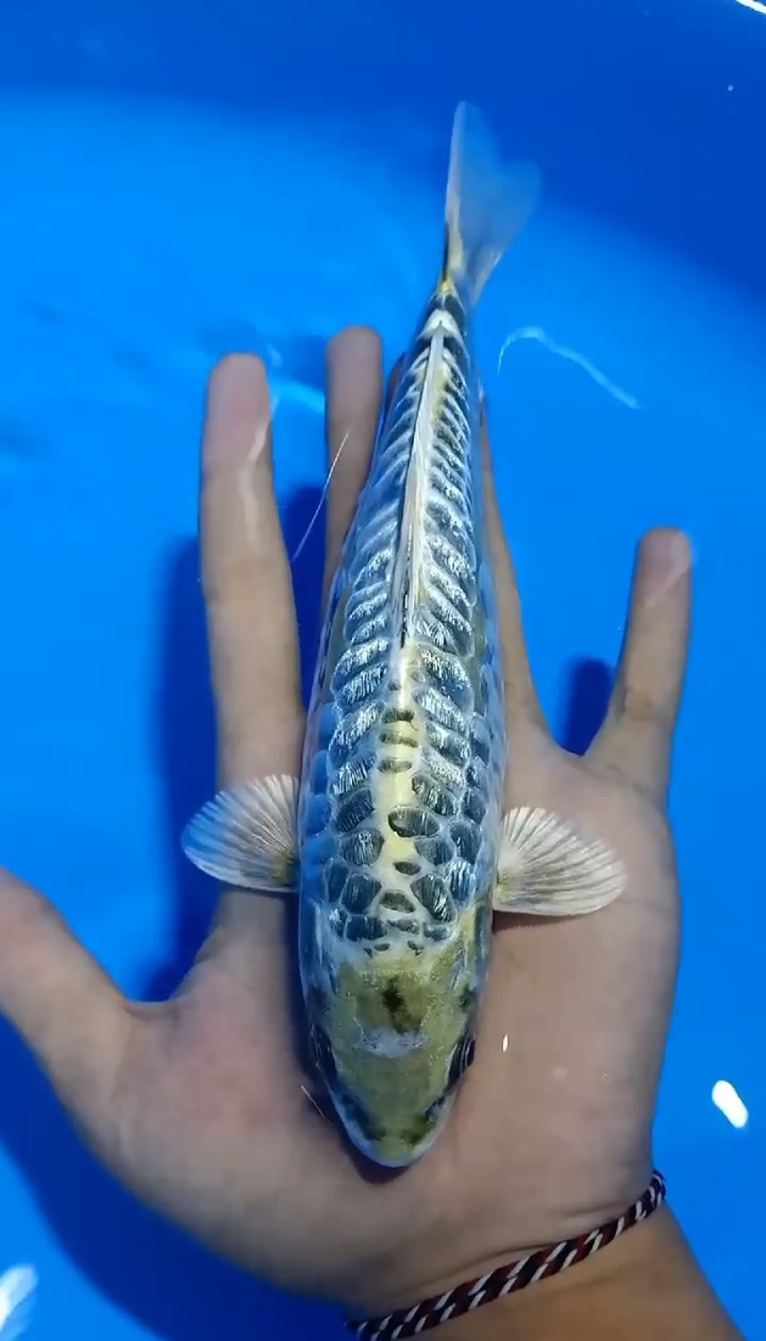 Juara 1