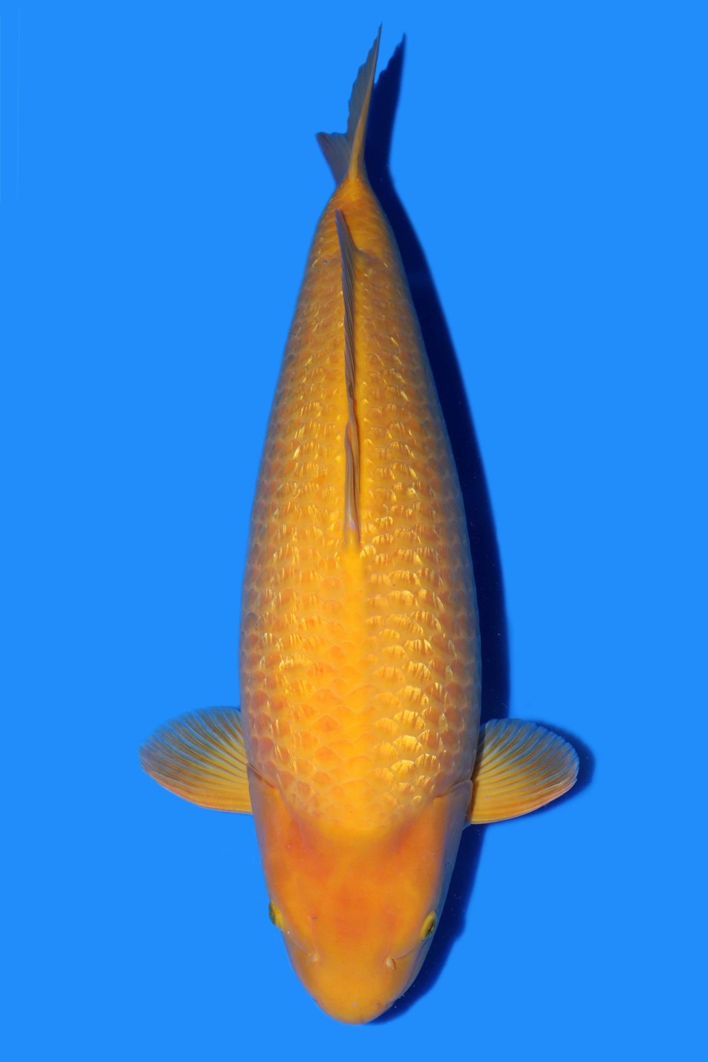 Best In Size E 71 - 75 cm