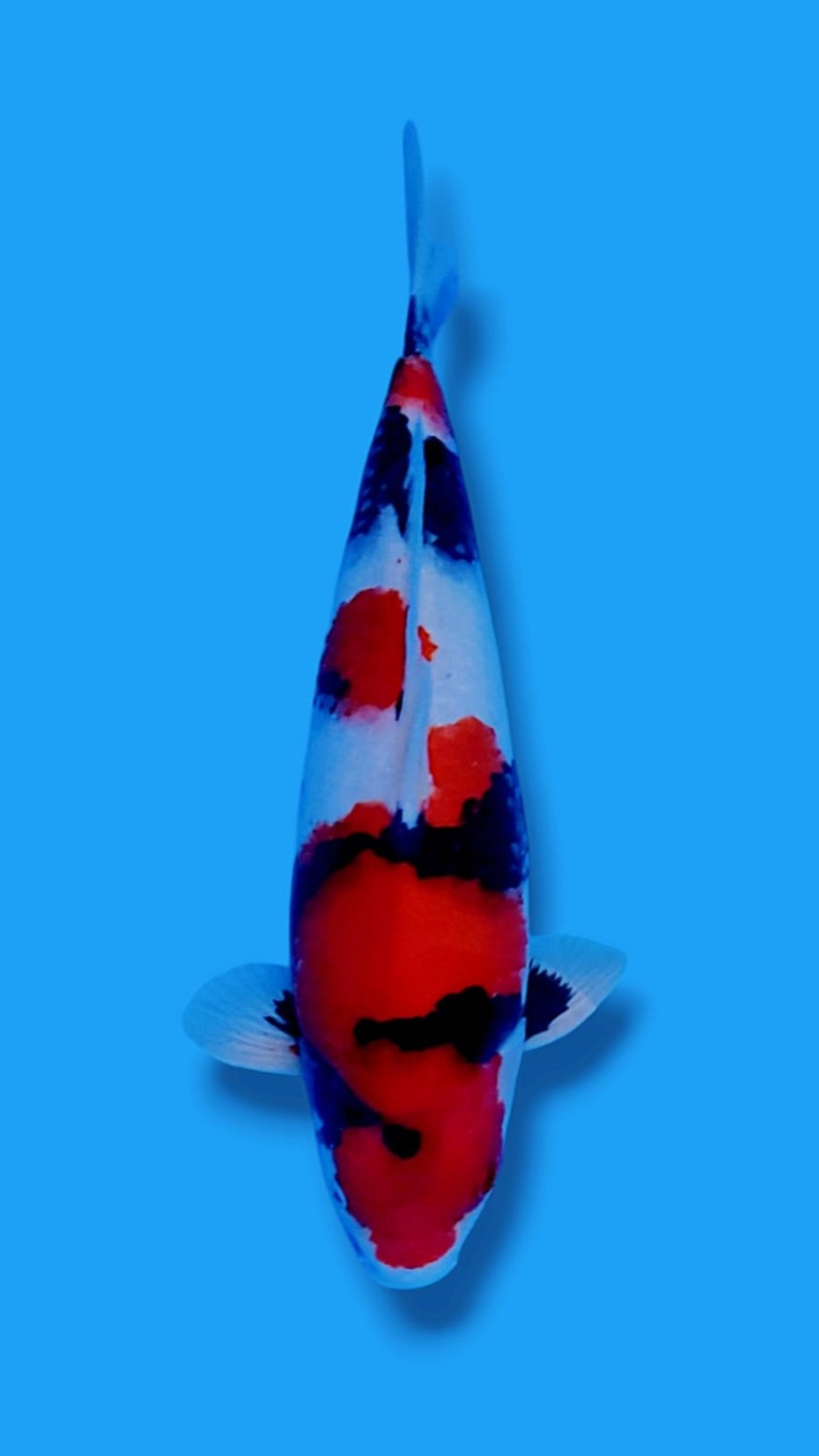 Juara 5