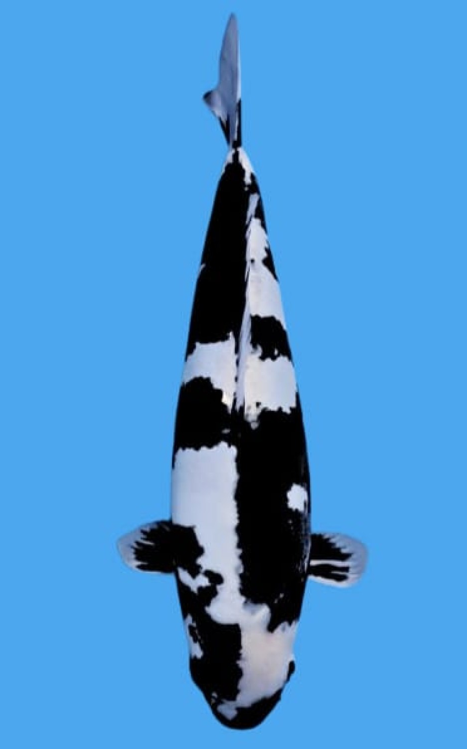 Juara 4