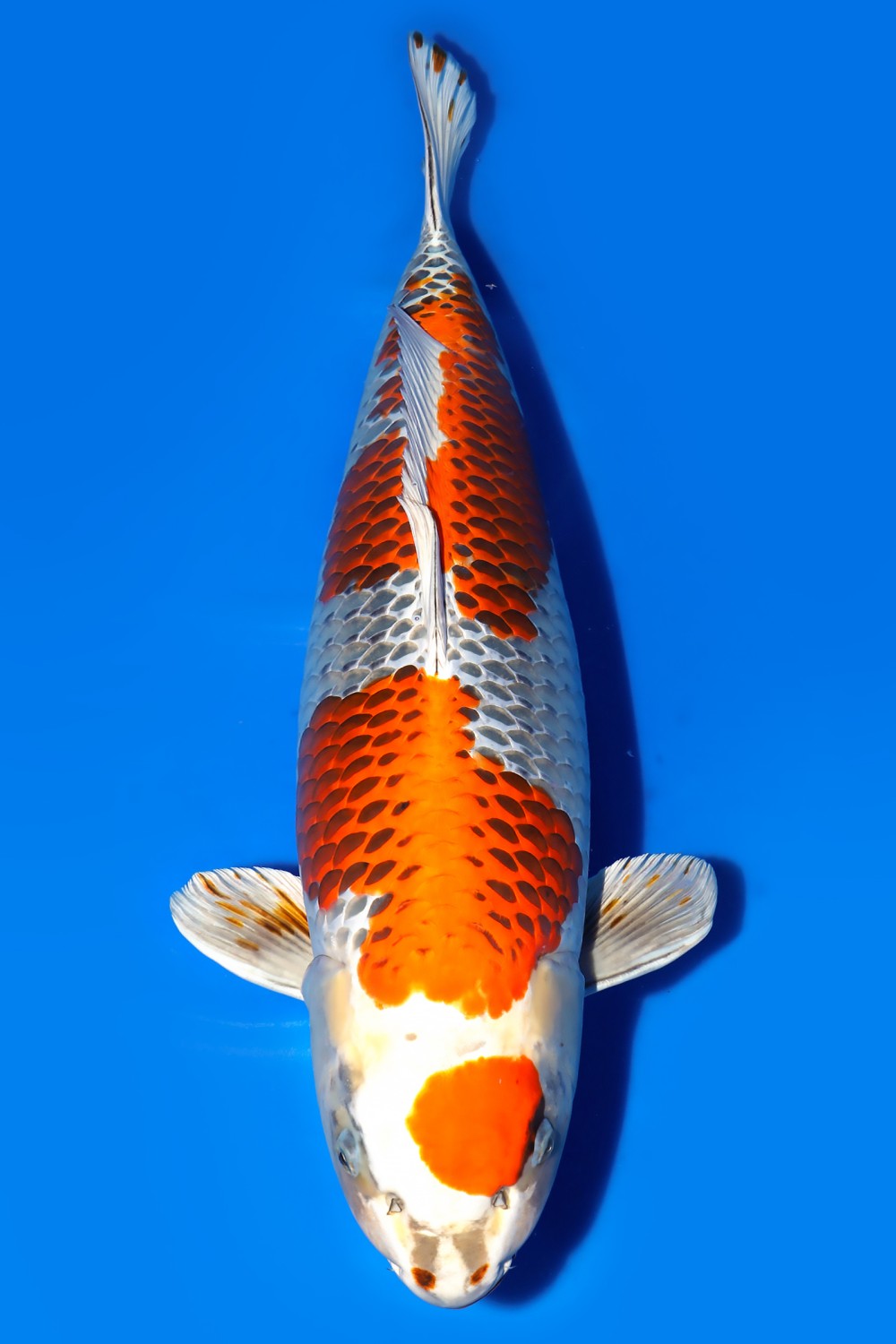 Juara 1