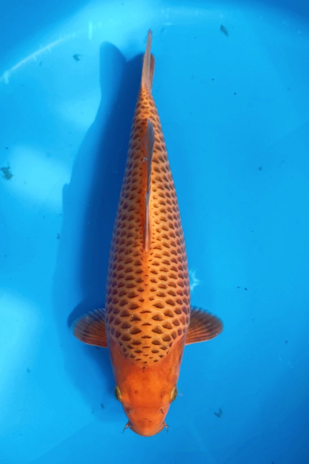 Juara 1