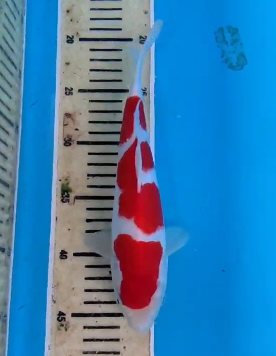 Best In Size A 21 - 25 cm