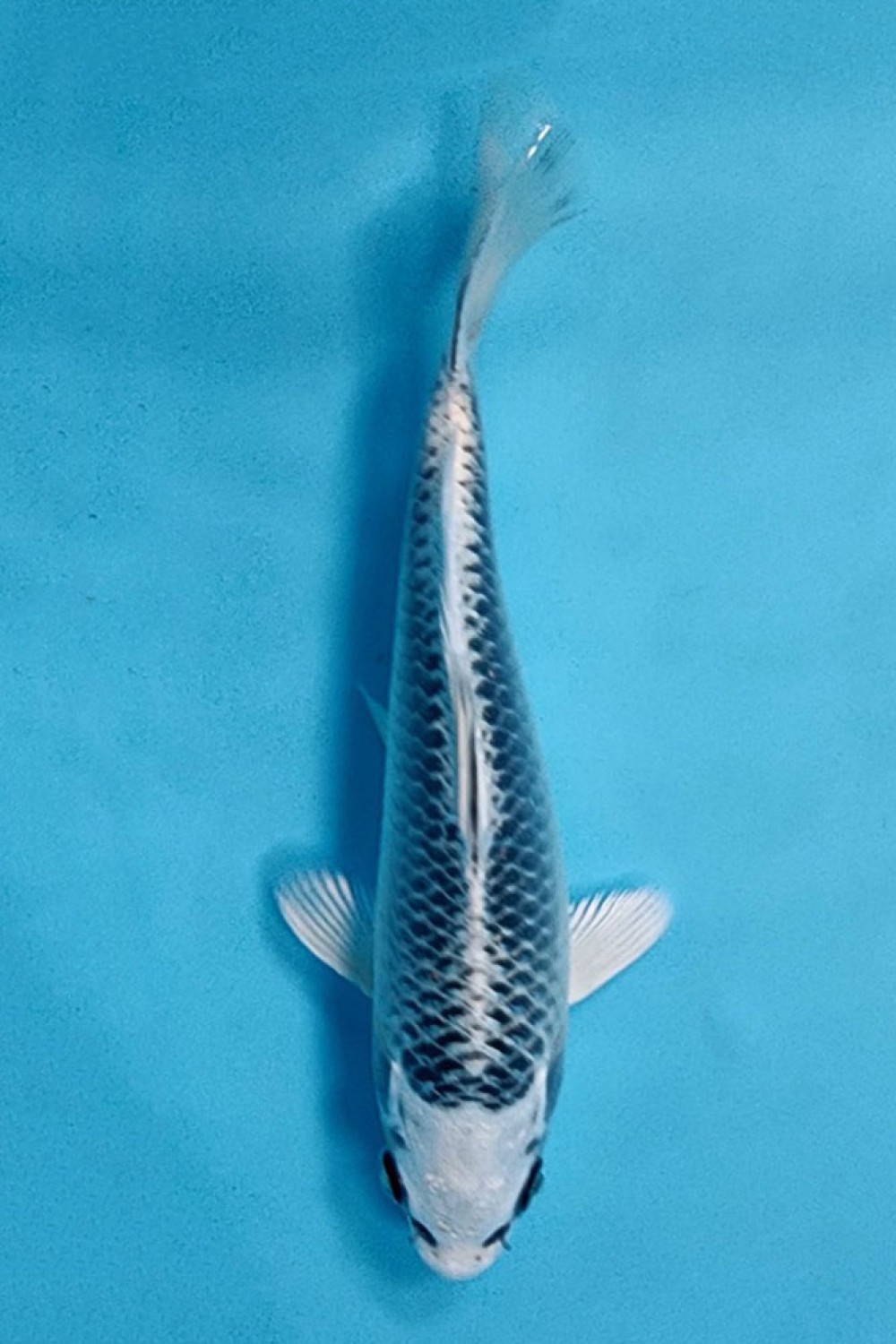Juara 3