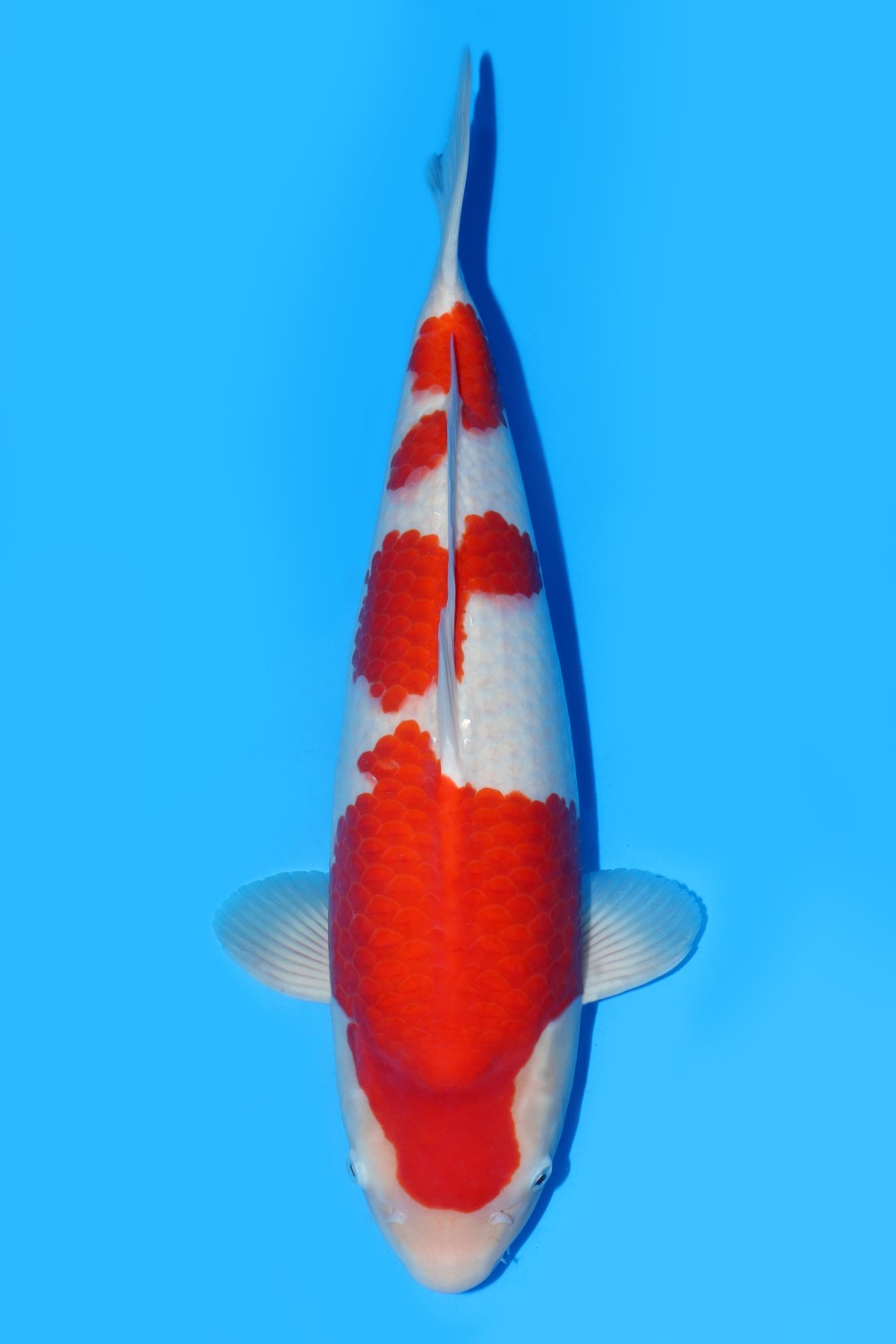 Juara 1