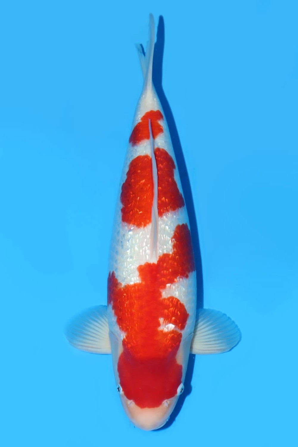 Juara 2
