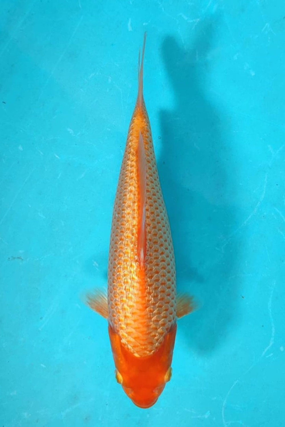 Juara 2