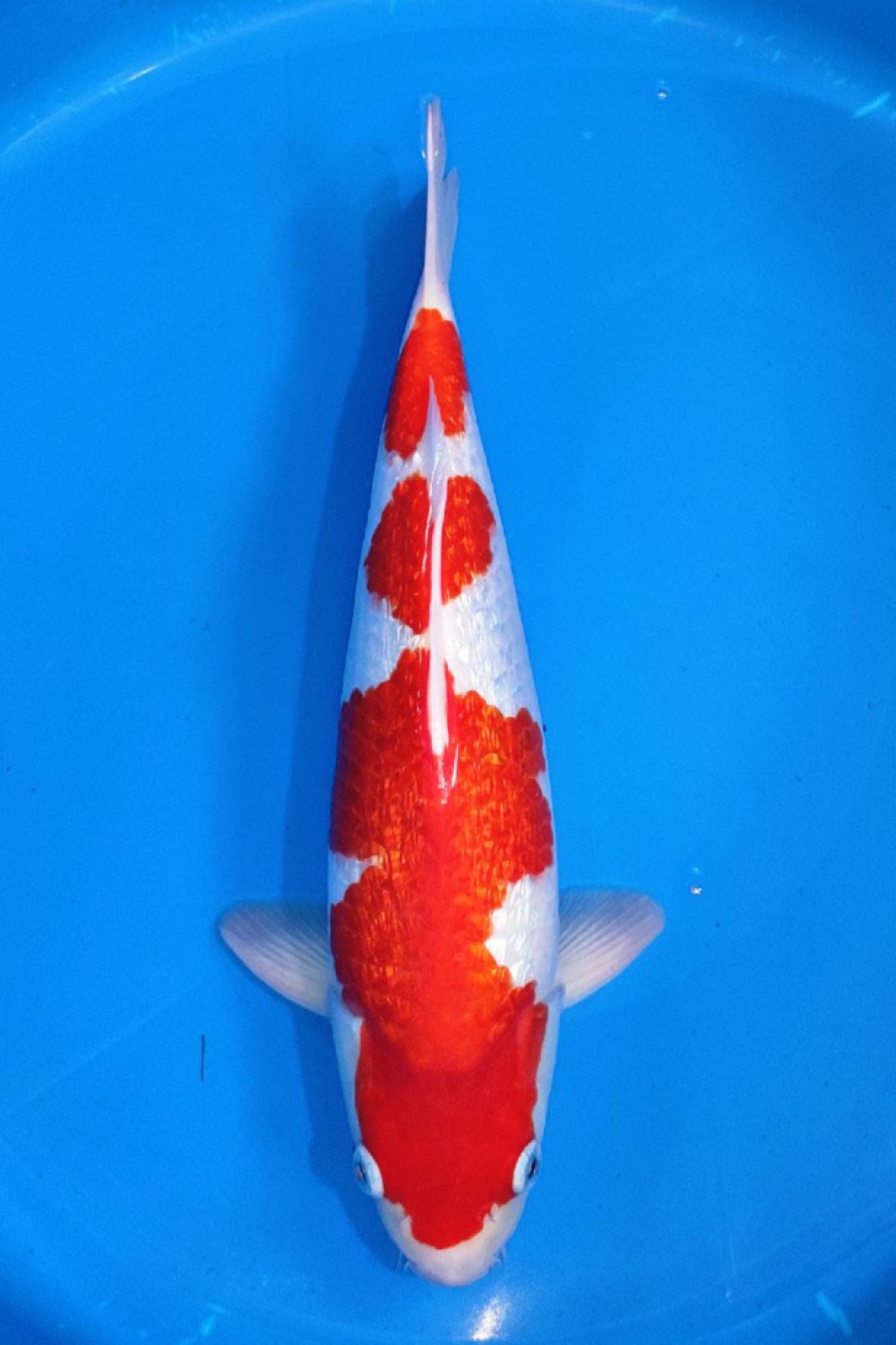 Juara 1