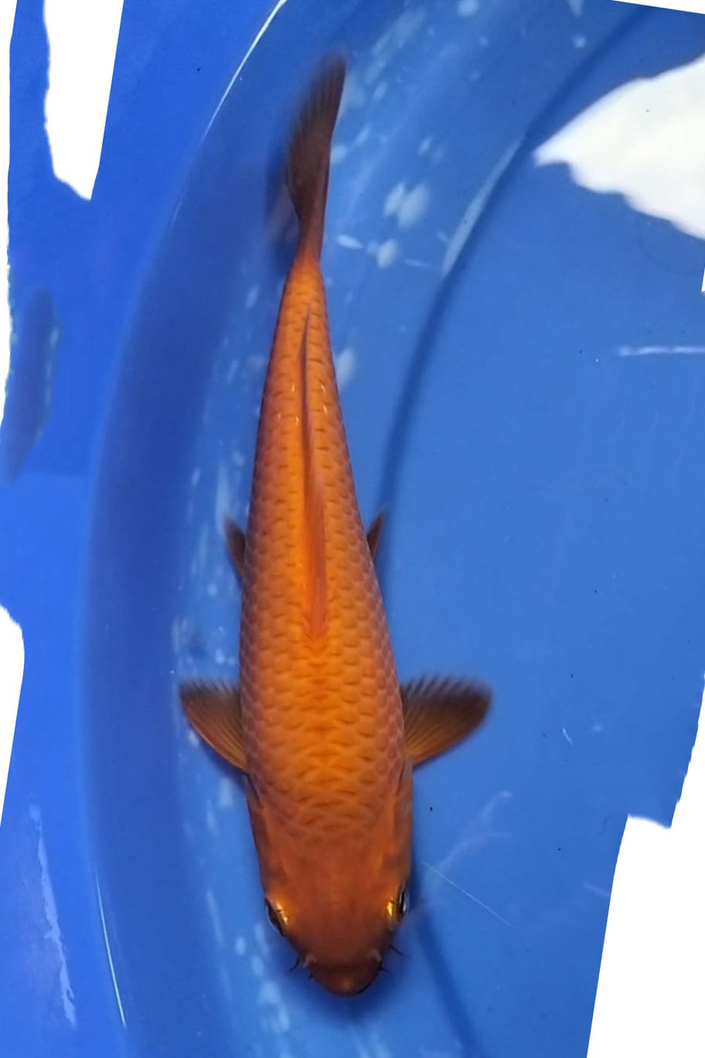 Juara 1