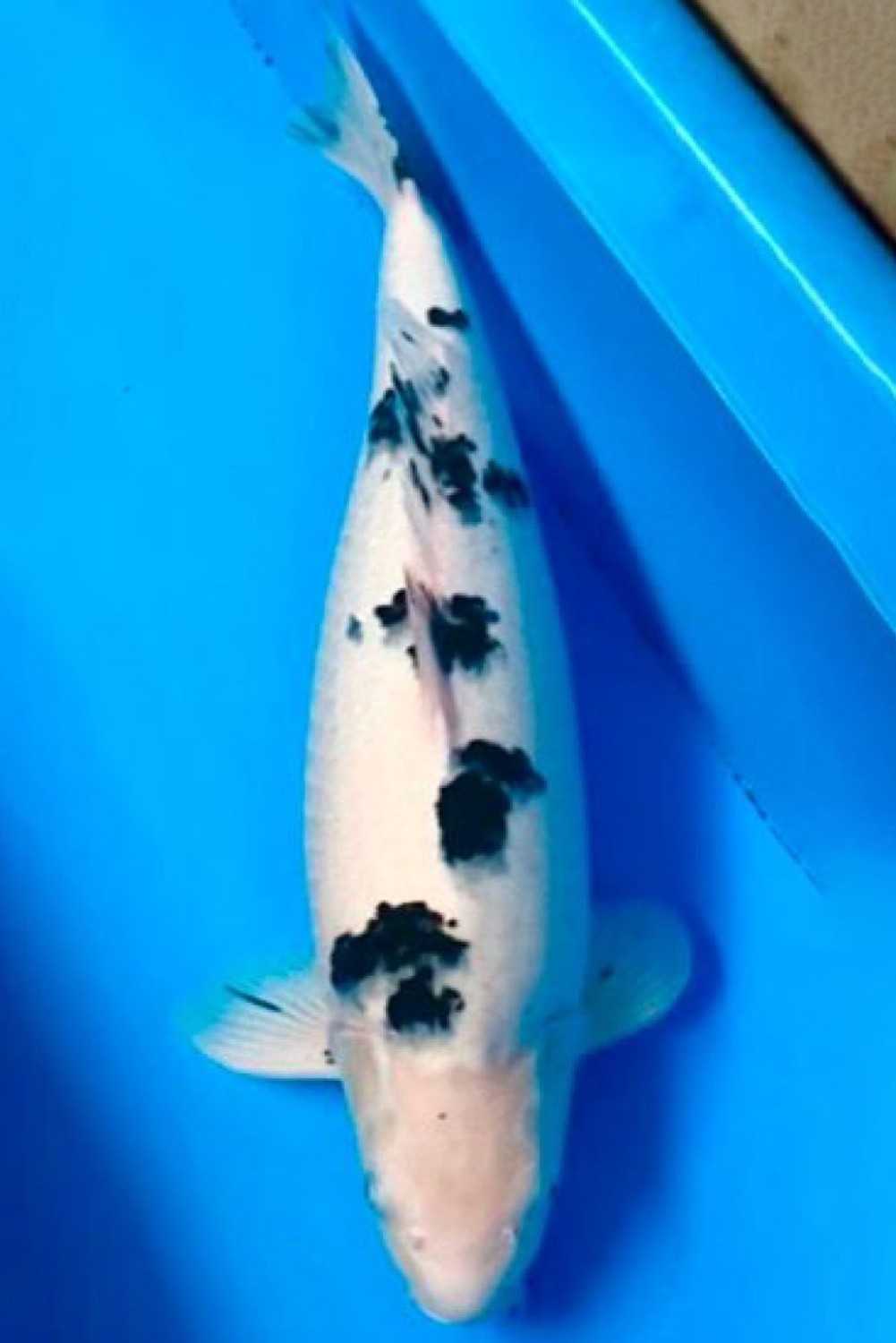 Juara 1