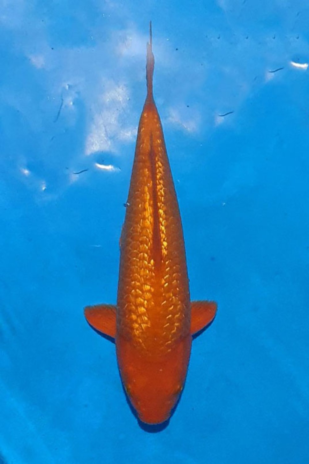 Juara 3