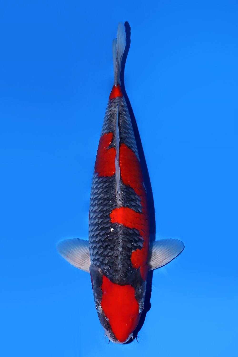 Juara 1