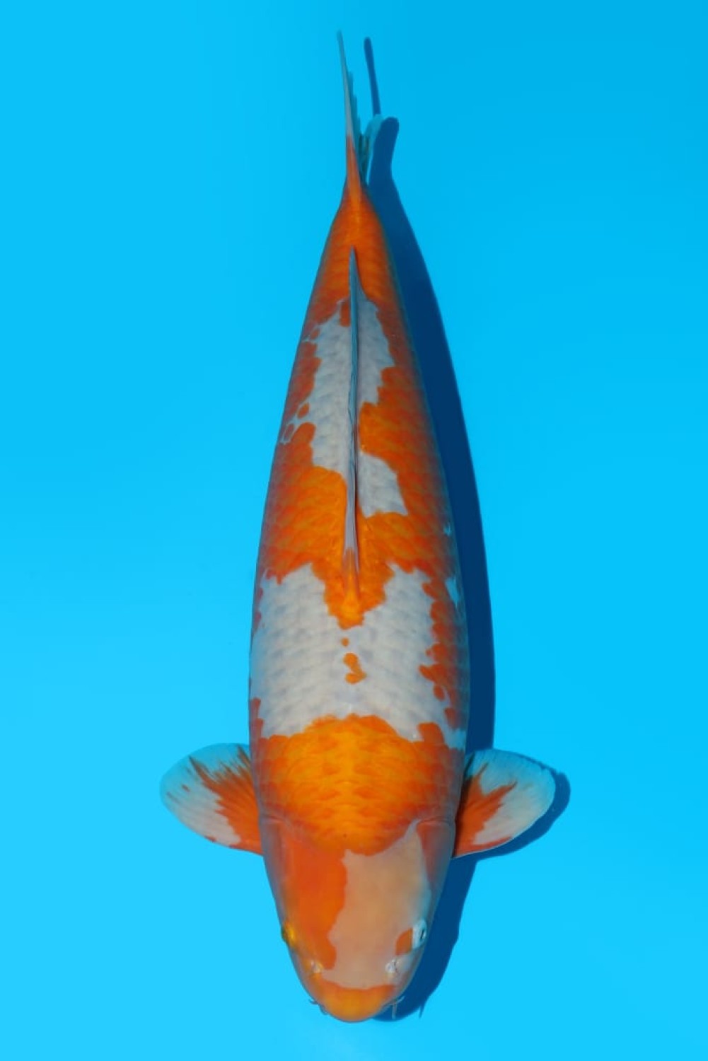 Juara 2