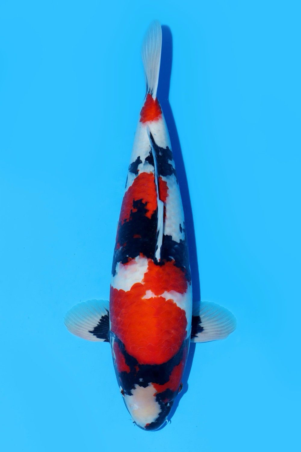 Juara 1