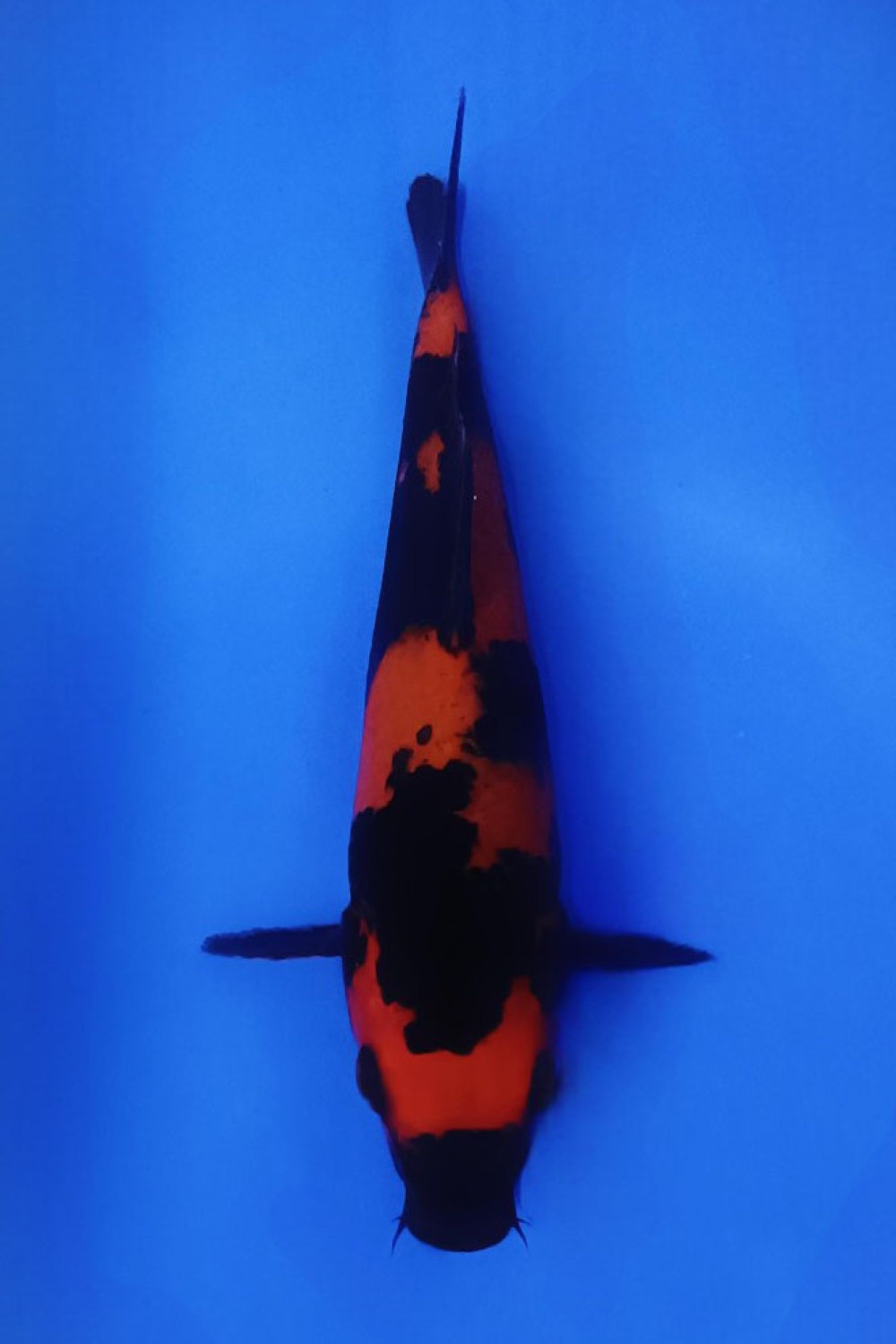Juara 1