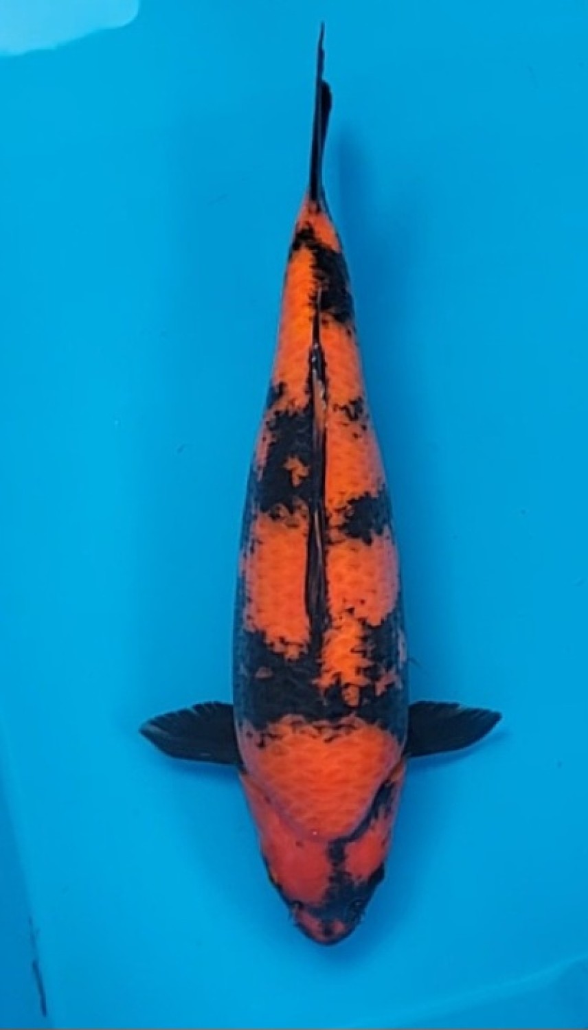 Juara 1