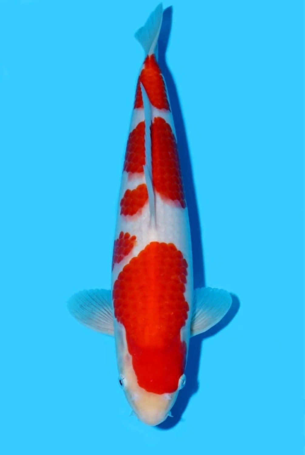 Juara 1