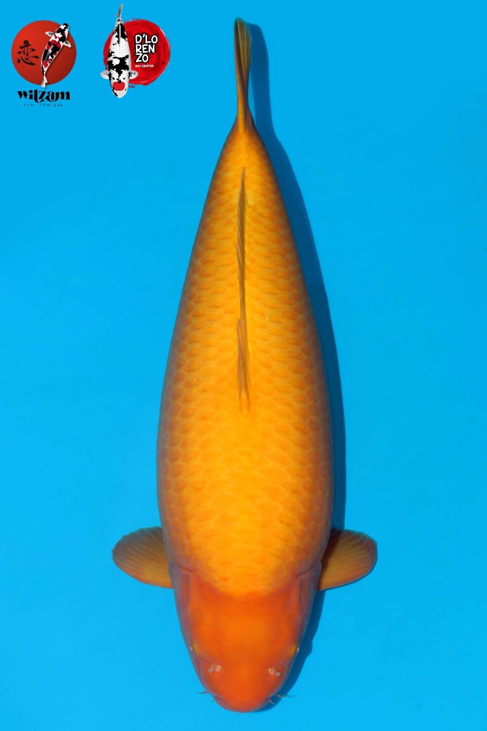 Juara 1