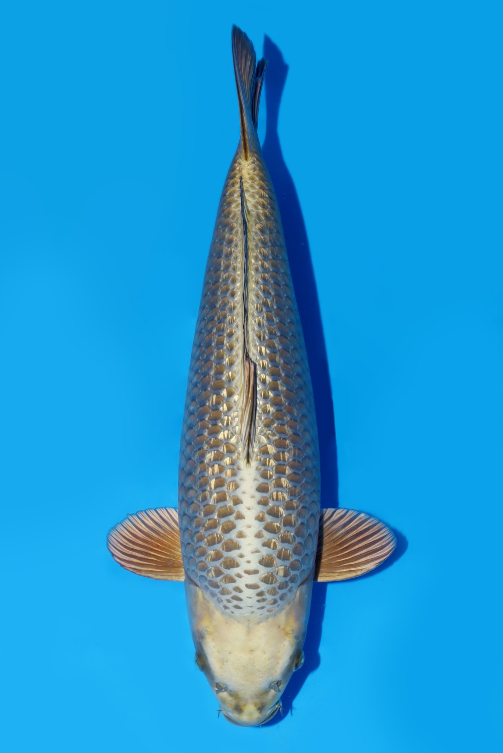 Juara 3