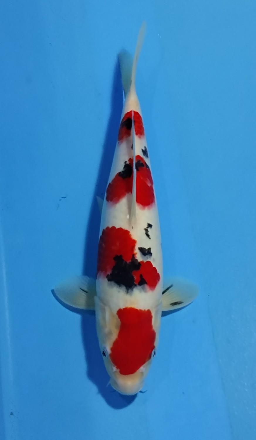 Juara 5