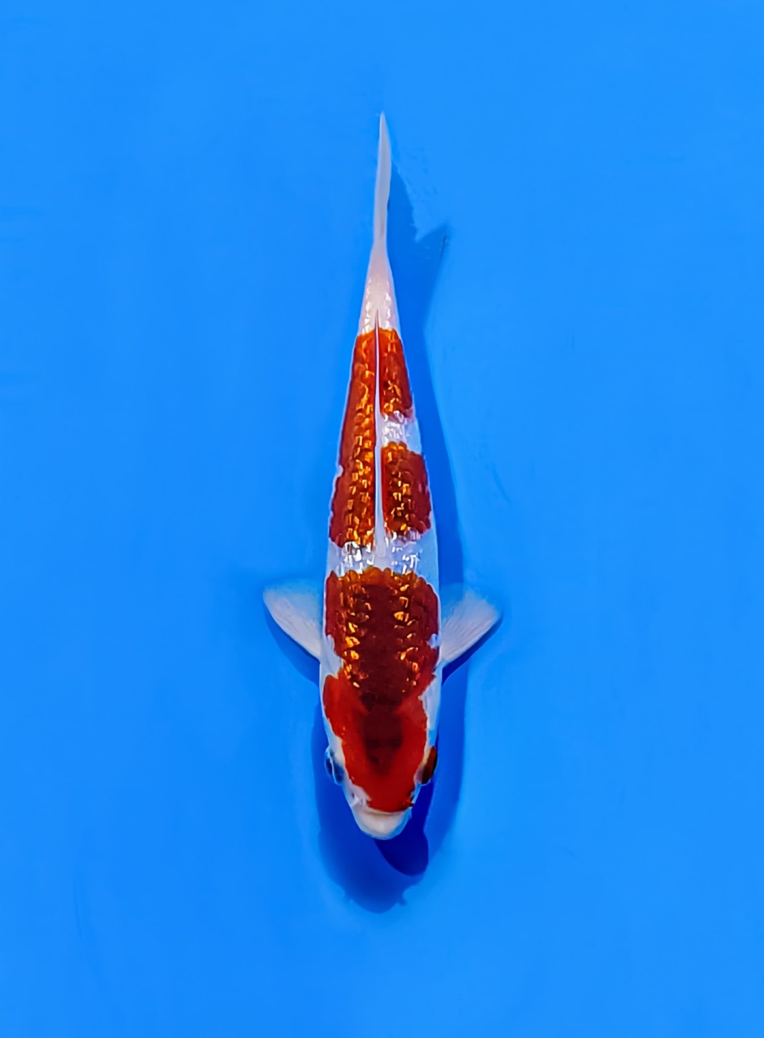 Juara 5