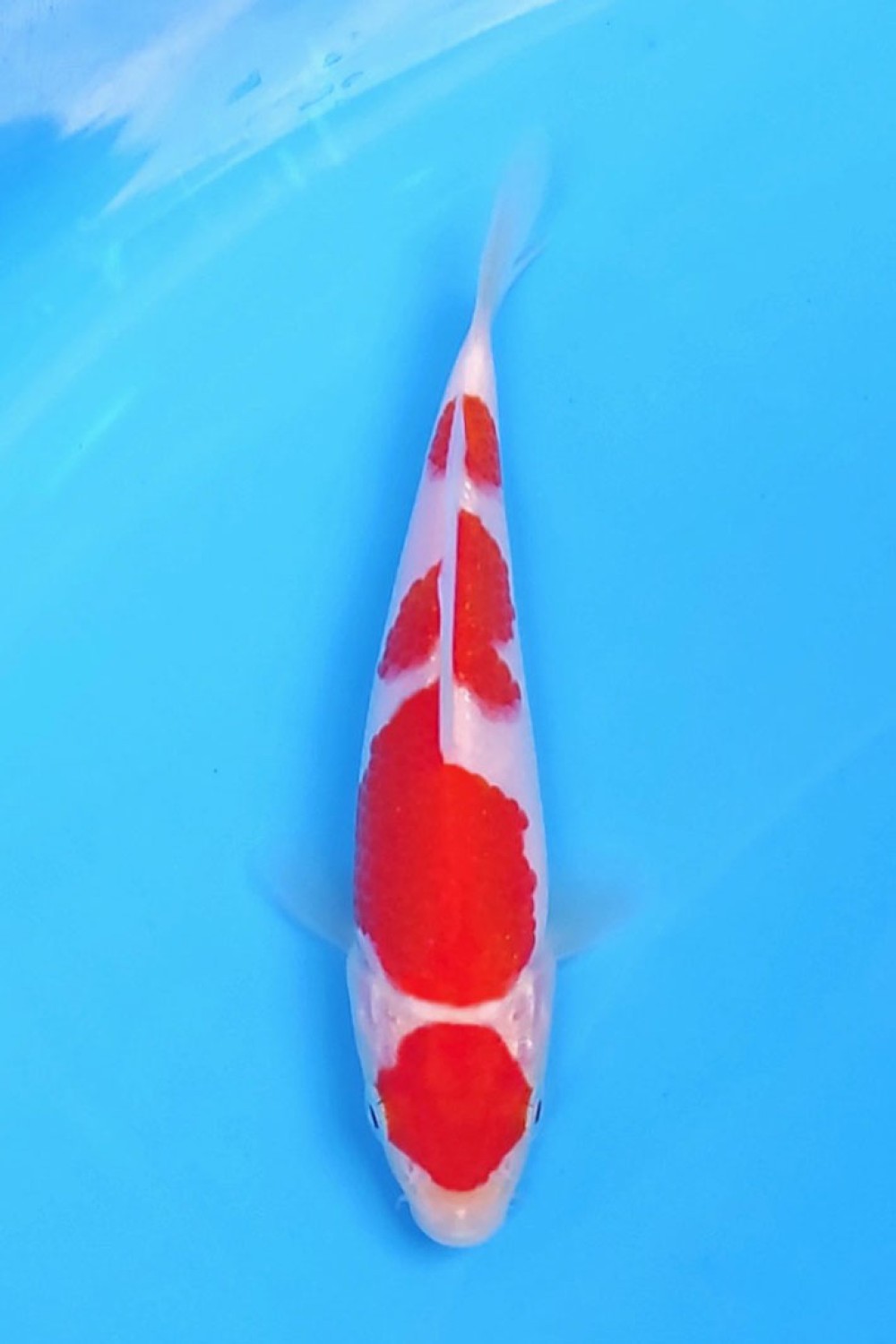 Juara 2