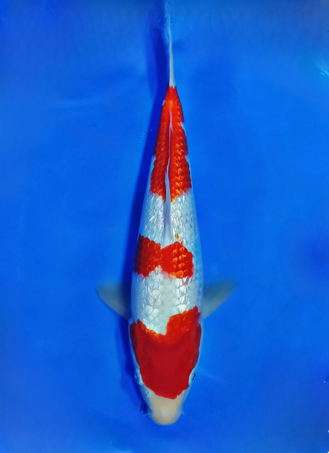 Juara 5