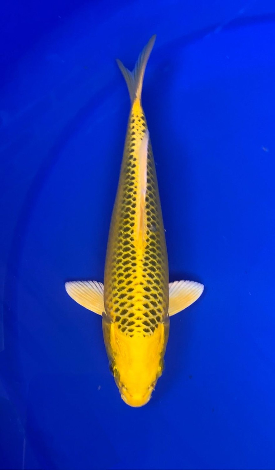 Juara 1