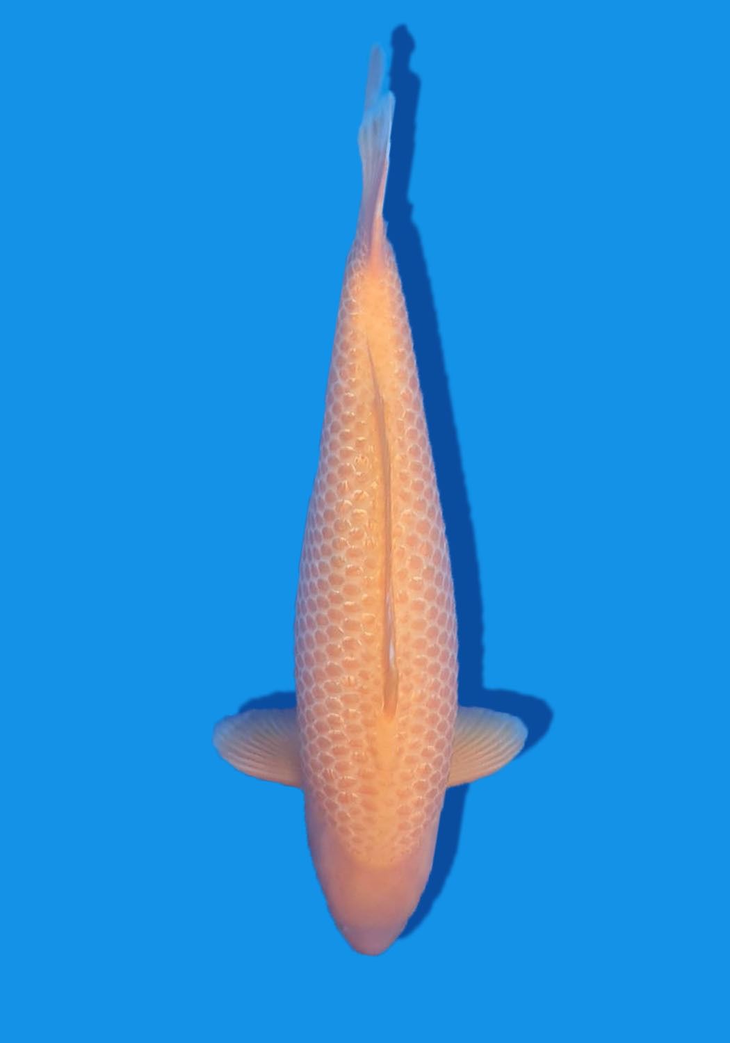 Juara 4