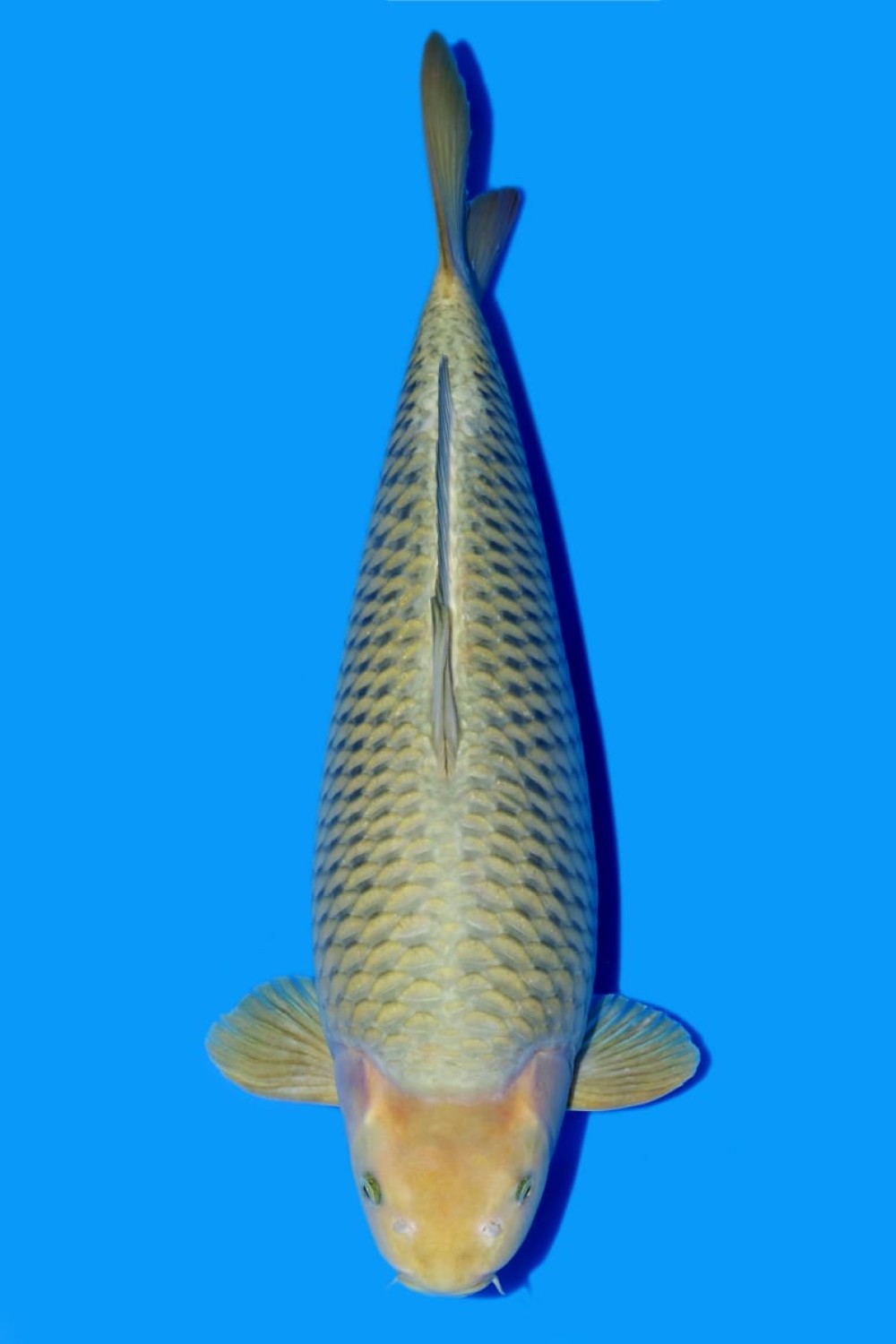 Juara 2