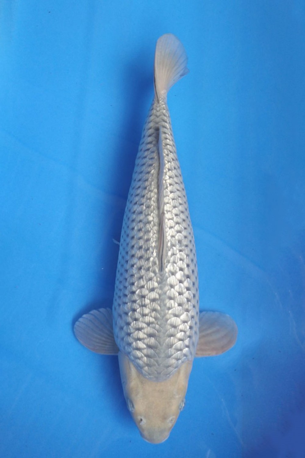 Juara 1