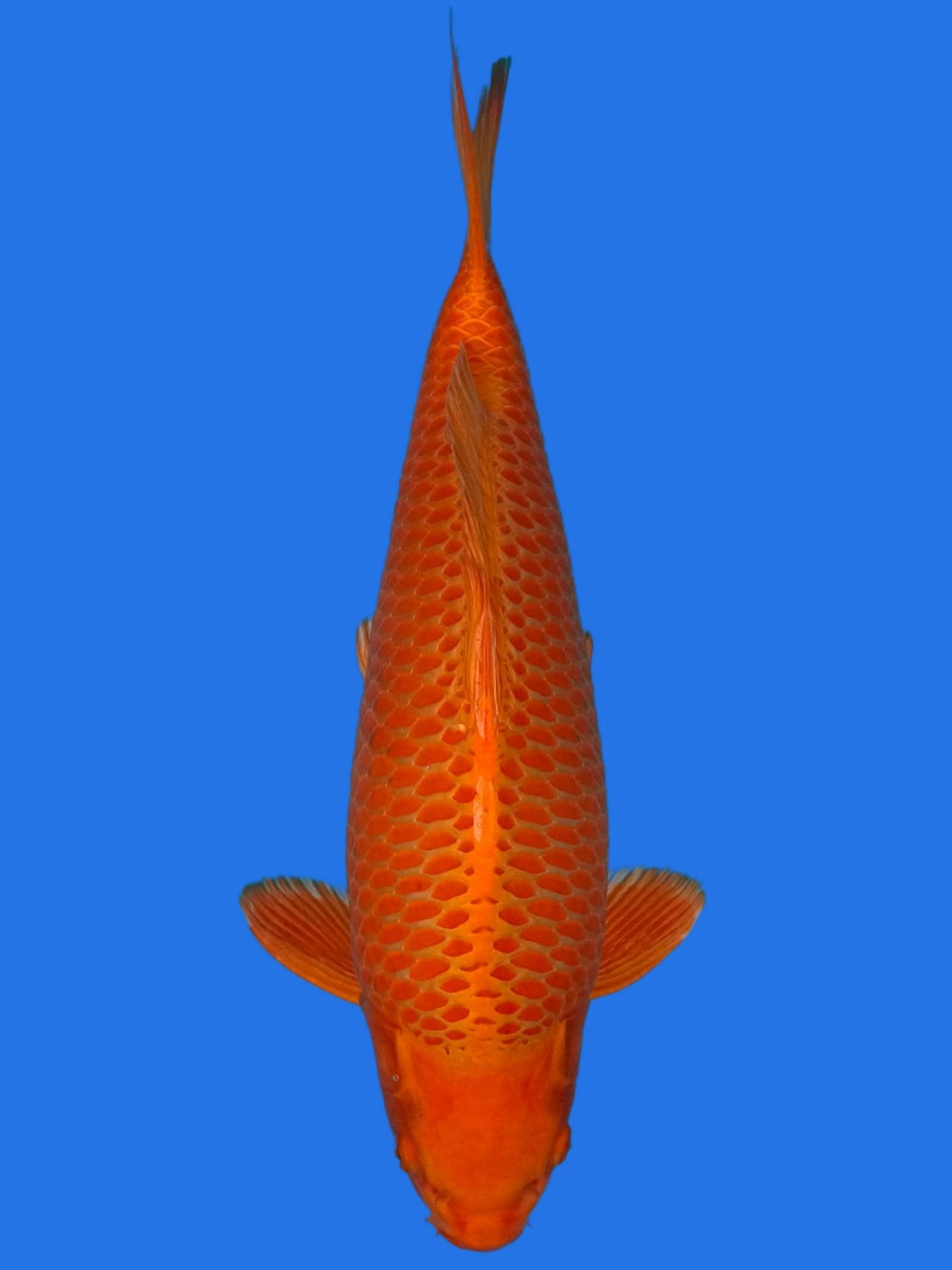 Juara 1