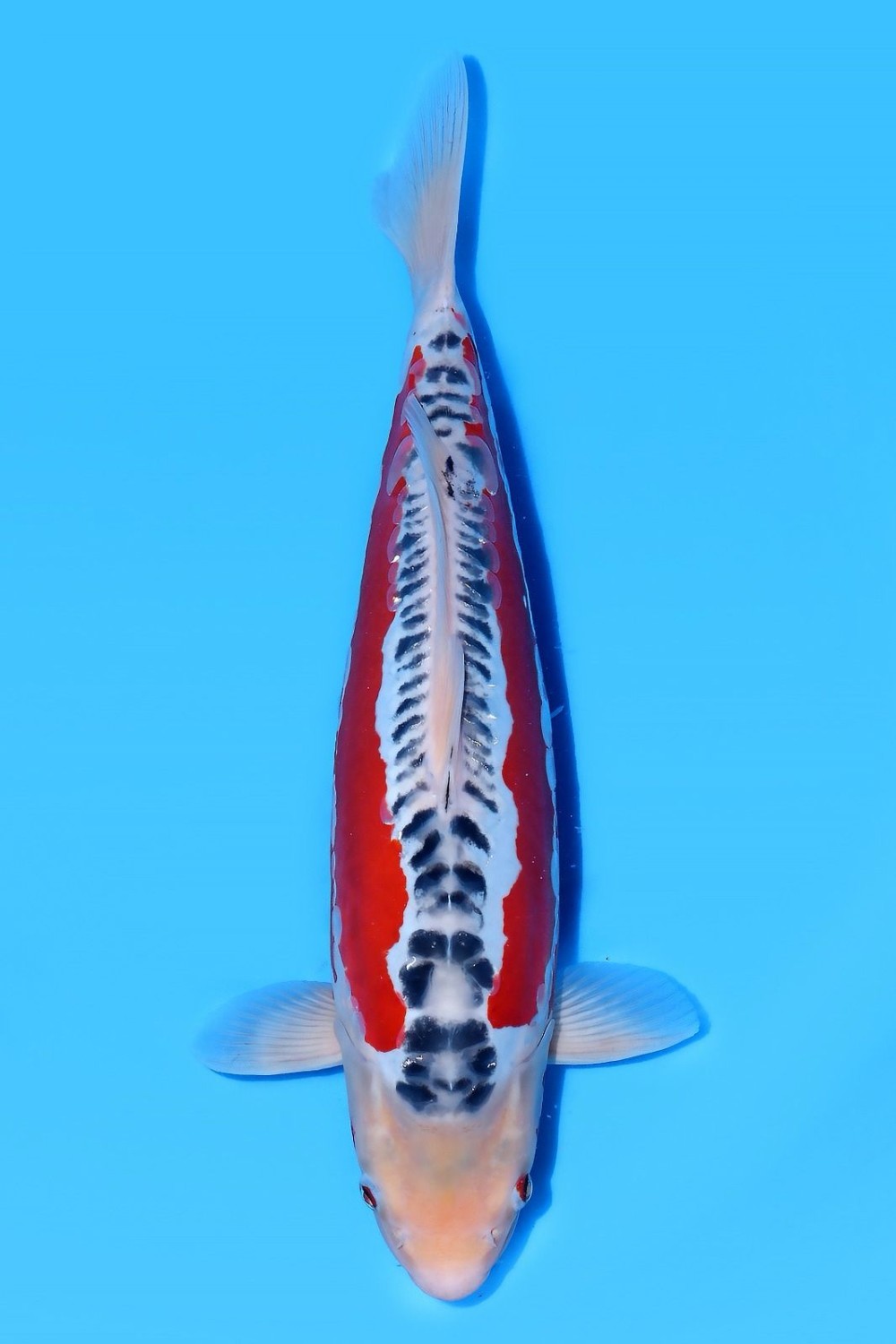 Juara 2