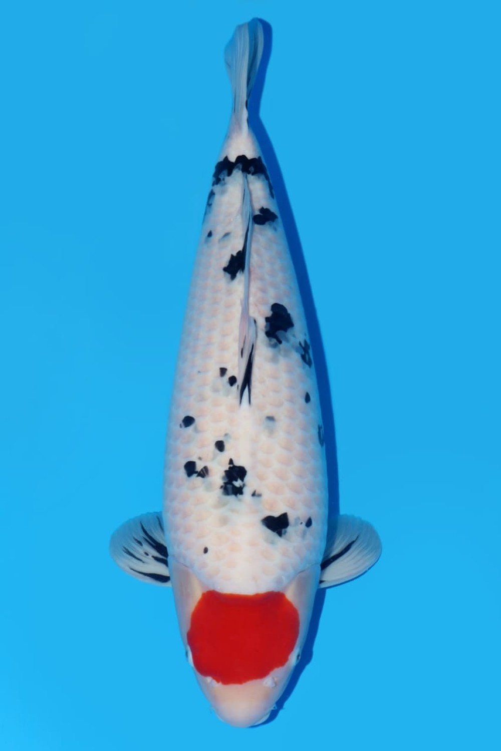Best In Size C 71 - 75 cm