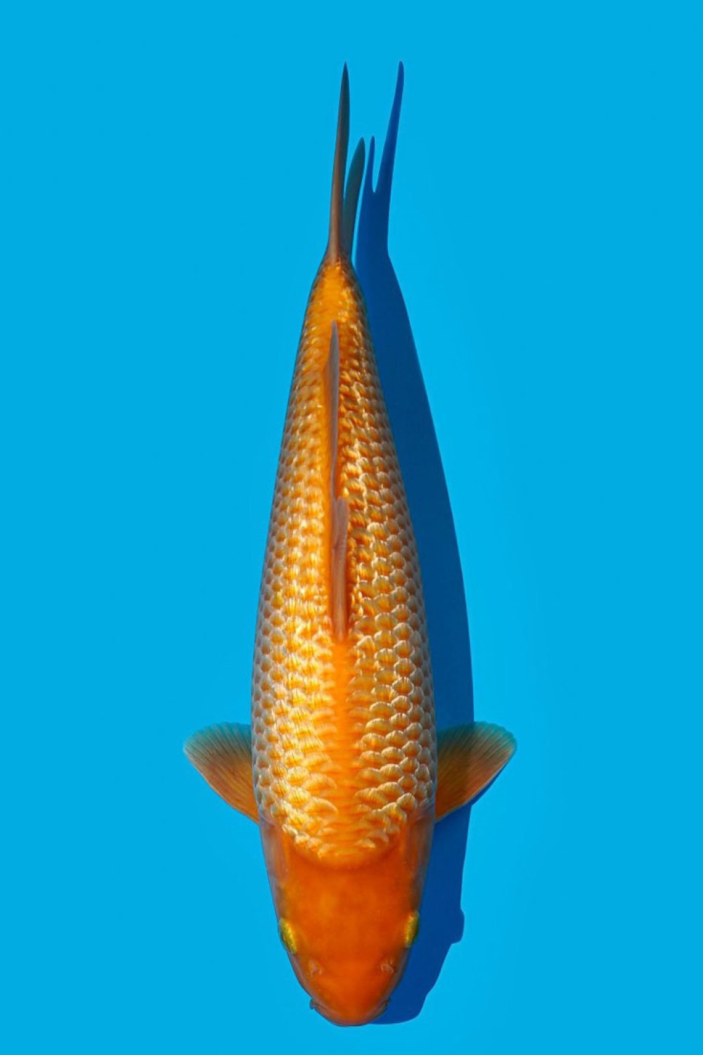 Juara 4