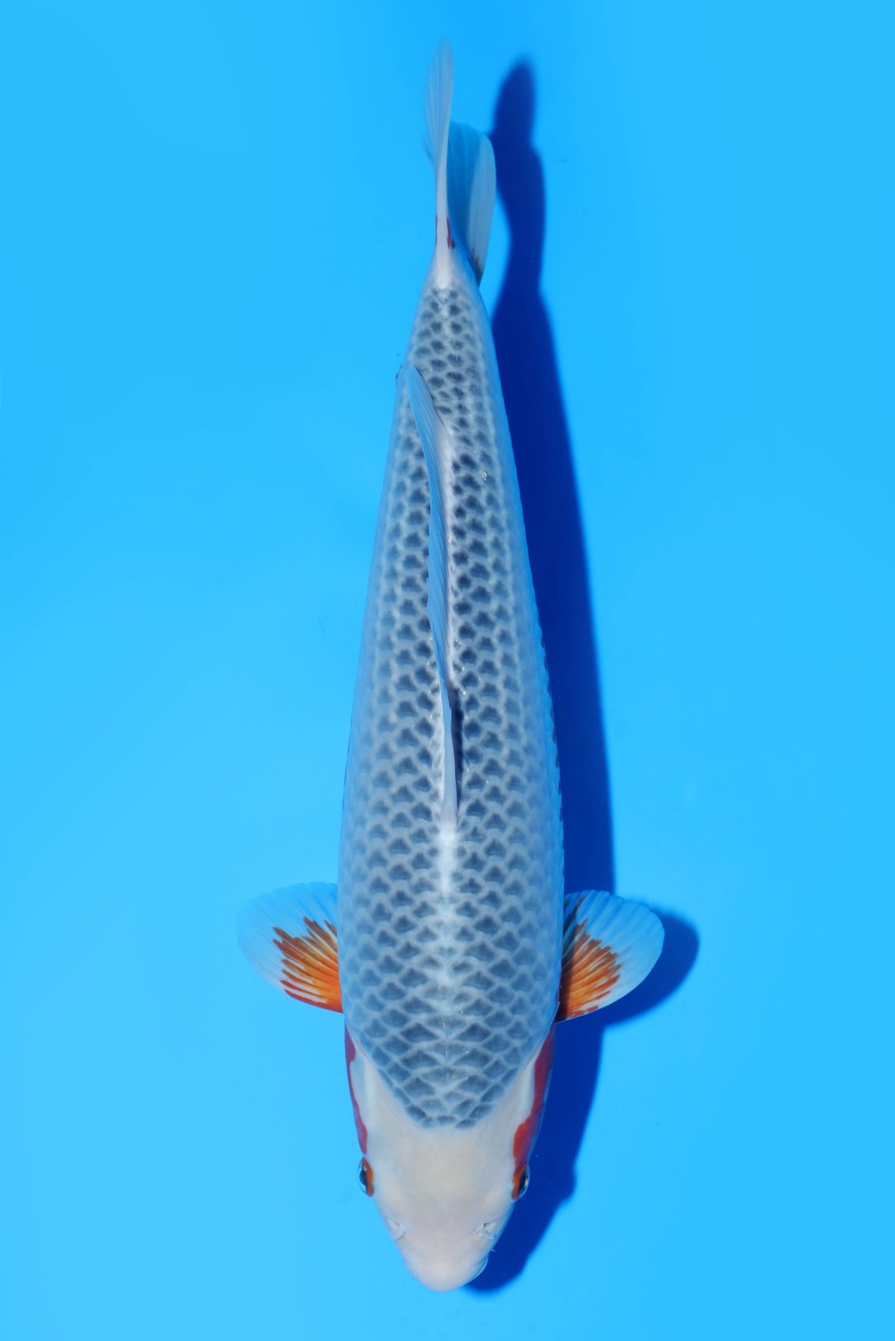 Juara 1