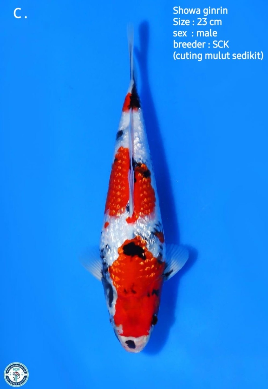 Juara 1